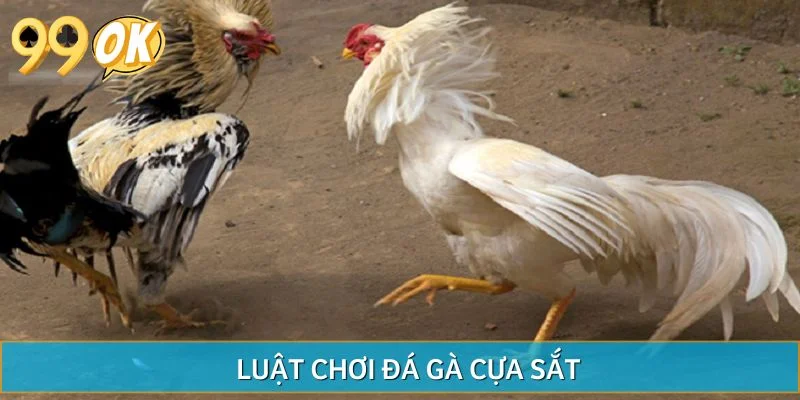 Luật chơi đá gà cựa sắt