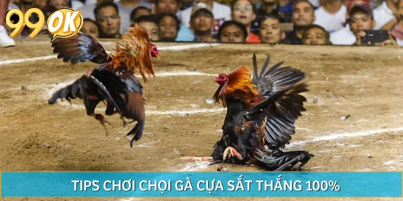 Tips chơi chọi gà cựa sắt thắng 100%