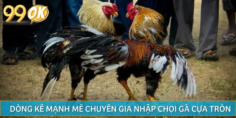 Các dòng kê mạnh mẽ chuyên gia nhập chọi gà cựa tròn