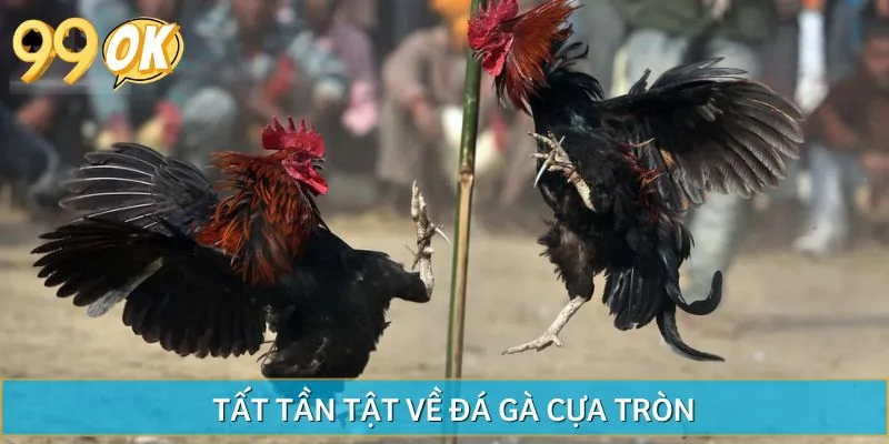 Tất tần tật về đá gà cựa tròn