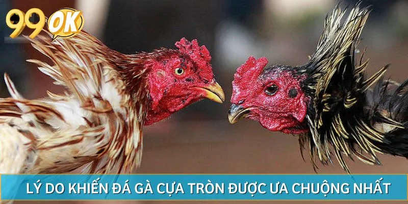 Lý do khiến đá gà cựa tròn được ưa chuộng nhất