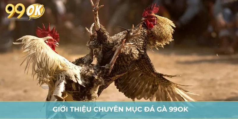 Giới thiệu chuyên mục đá gà 99OK