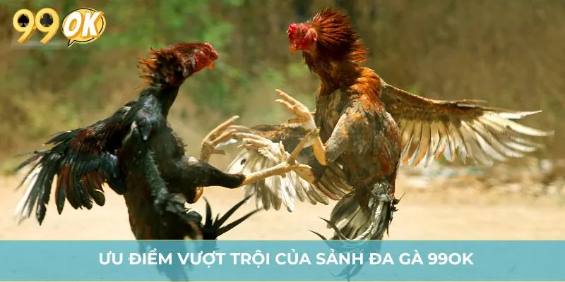 Ưu điểm vượt trội của sảnh đa gà 99OK
