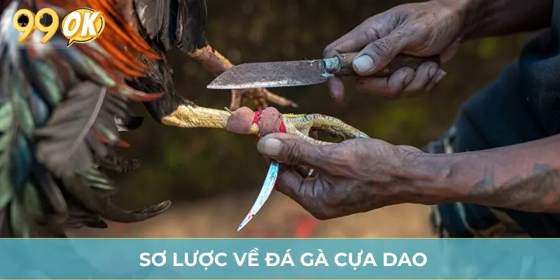 Sơ lược về đá gà cựa dao