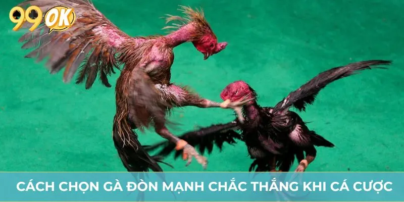 Cách chọn gà đòn mạnh chắc thắng khi cá cược