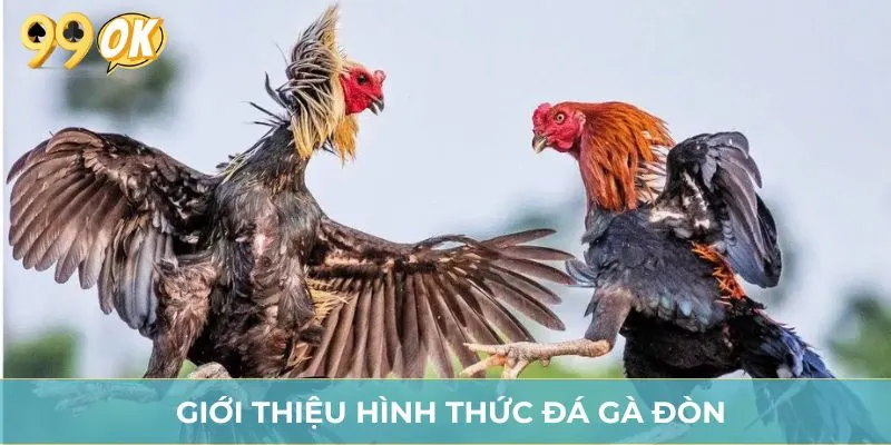 Giới thiệu hình thức đá gà đòn