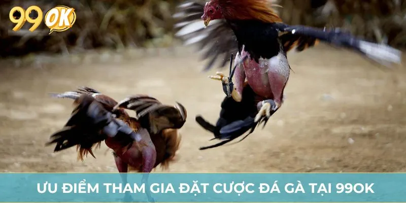 Ưu điểm tham gia đặt cược đá gà tại 99OK